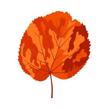 Autumn Linden Leaf Stock Illustration