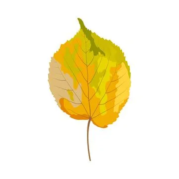 Autumn Linden Leaf Stock Illustration