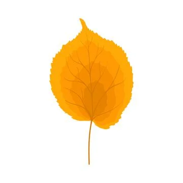 Autumn Linden Leaf Stock Illustration