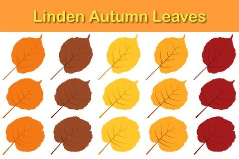 Autumn Linden Leaf Set Stock Illustration