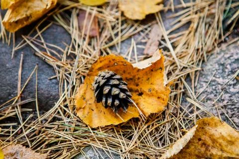 Autumn in Lithuania Stock Photos