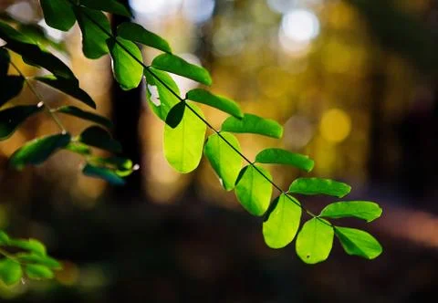 Autumn in Lithuania Stock Photos
