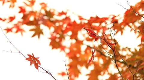 Autumn. A lone leaf on a branch of maple. Stock Footage 8945498