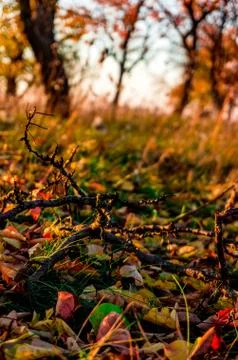 Autumn look Stock Photos