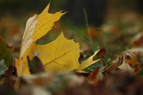Autumn macro landscape, fallen leaf Stock Photos