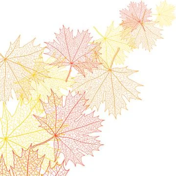 Autumn macro leaf of maple. Vector bacground Stockillustratie