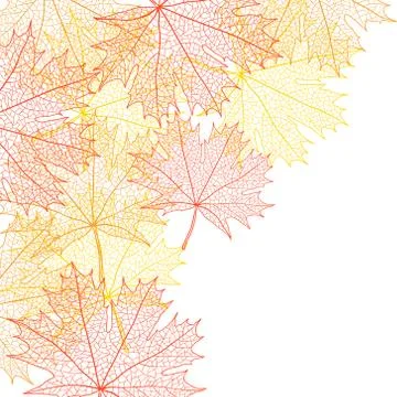 Autumn macro leaf of maple. Vector bacground Stock Illustration
