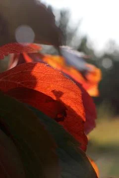 Autumn magic Stock Photos