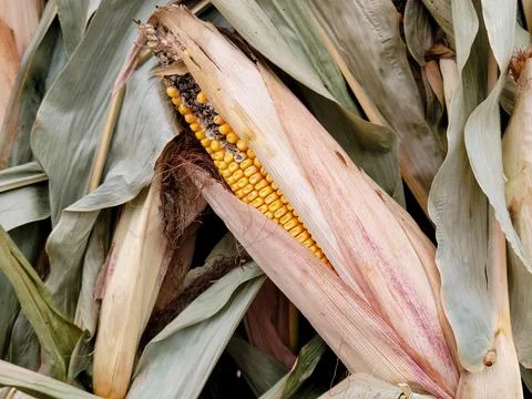 Autumn Maize Stock Photos