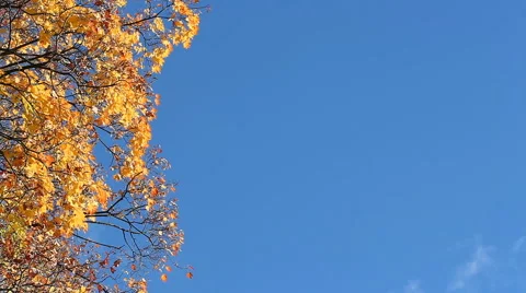 Autumn maple against the blue sky. Stock Footage 68702011