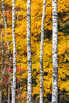 Autumn Maple and Birch Stock Photos
