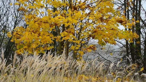 Autumn maple and fallen foliage under it Stock Footage 117417430