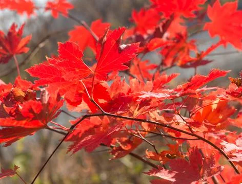 Autumn maple background. Stock Photos
