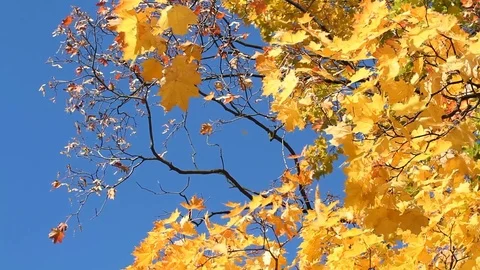 Autumn maple on blue sky background. Stock Footage 75391262