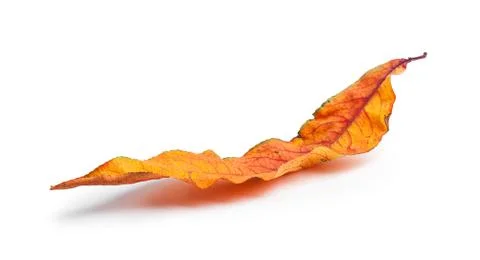 Autumn maple branch with leaves isolated on  background Foto stock