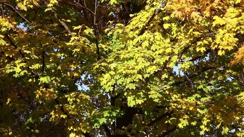 Autumn maple branches Stock Footage 102807011