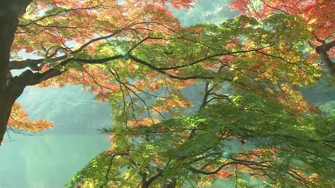 Autumn Maple Branches Over Misty Teal Lake Stock Footage 346017281