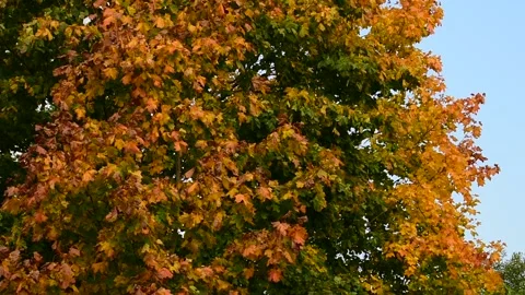Autumn maple crown Vidéo 139972400