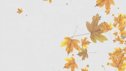 Autumn maple fallen leaf transition with alpha channel. Stock Footage 239910406