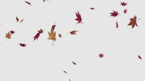 Autumn Maple Falling 2 Clip Pack Loop Alpha Channel Video stock 343806159
