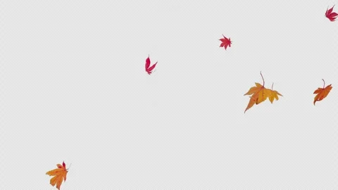 Autumn Maple Falling 2 Pack Start to End and Loop on Alpha. Stock Footage 342211937
