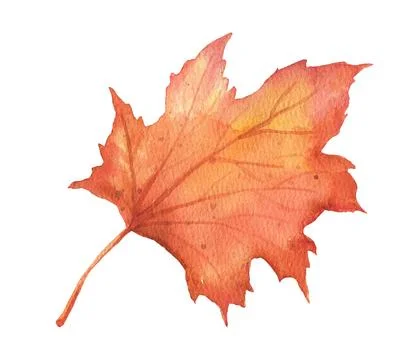 Autumn maple falling leaf on transparent background. Hand drawn watercolor 스톡 일러스트