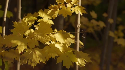Autumn Maple Foliage with Dappled Sunlight in Woodland Stock Footage 346007464