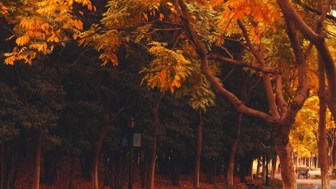 Autumn Maple Foliage Glowing with Warm Red and Orange Tones in a Park Video stock 341912434
