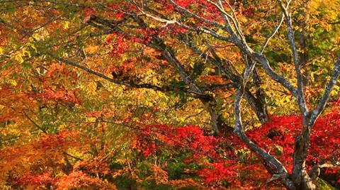 Autumn maple. Stock Footage 32903757