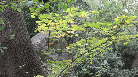 Autumn maple 스톡 동영상 44150502