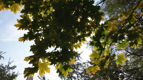 Autumn maple Видео 164035983