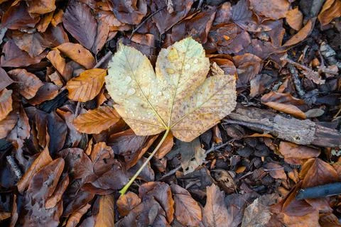 Autumn maple on the forest floor Stock Photos