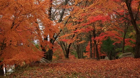 Autumn maple forest. Video stock 57446076