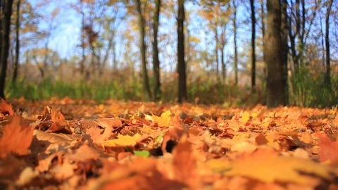 Autumn maple forest glade, red dry maple leaves on a ground Vídeos de archivo 118704255