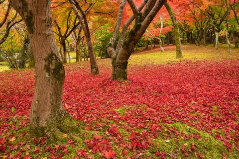 Autumn Maple Grove Stock Photos