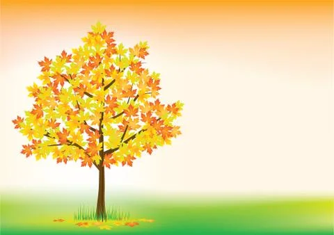 Autumn maple Stock Illustration