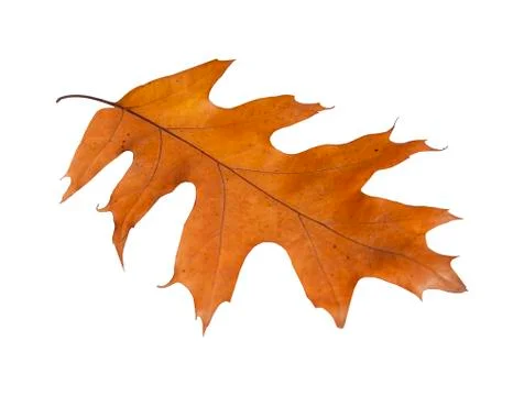Autumn maple isolated leaf from garden tree on white background Foto stock