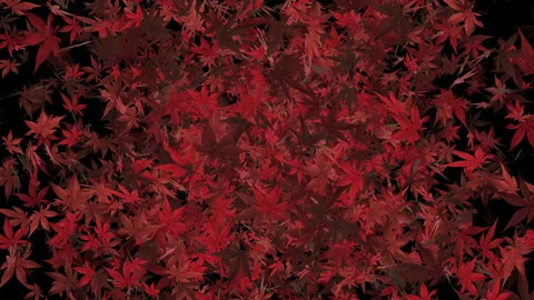 Autumn maple Japanese character loop animation Stock Footage 147068364