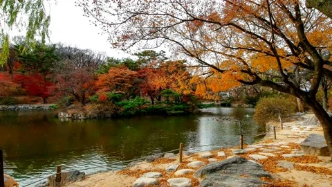 Autumn maple of the lake. 库存影片 145347857