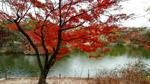 Autumn maple of the lake. 스톡 동영상 145347875