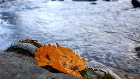 Autumn maple leaf against the background of a water stream. Stock Footage 254807285