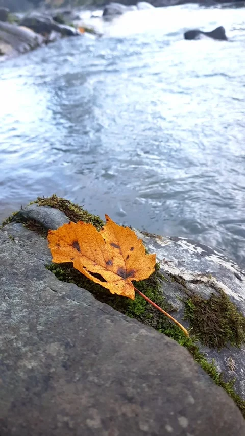 Autumn maple leaf against the background of water stream. Stock Footage 255036959