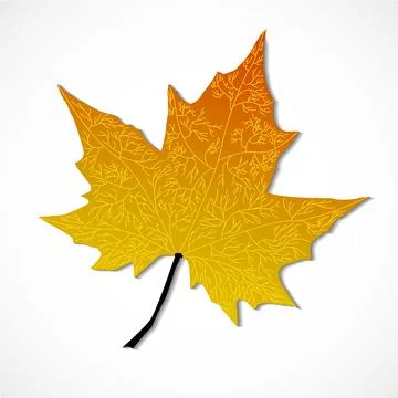 Autumn maple leaf. Autumn maple leaf isolated on white background. Vector ill Stock Illustration
