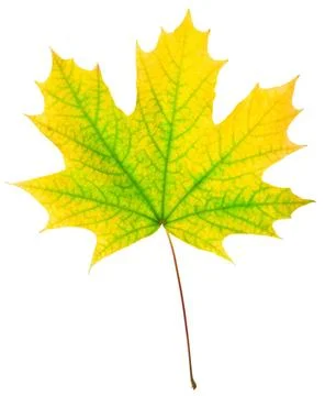 Autumn maple-leaf autumn maple-leaf, isolated on a white background Copyri... Stock Photos