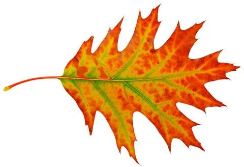 Autumn maple-leaf autumn maple-leaf, isolated on a white background Copyri... Stock Photos