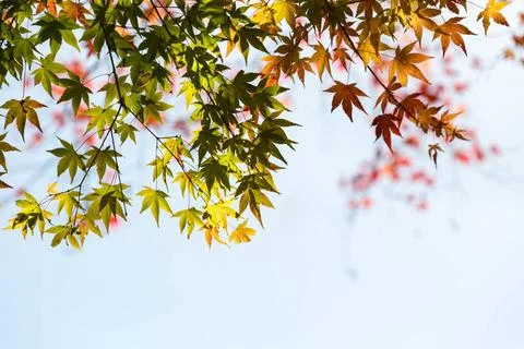 Autumn maple leaf background maple leaf against a sunny sky, colorful autu... Stock Photos