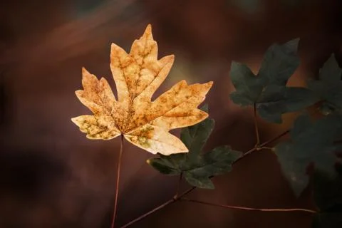 Autumn maple leaf with beautiful defects, close up. Stock Photos