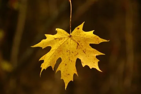 Autumn maple leaf on blurred background of forest Stock Photos