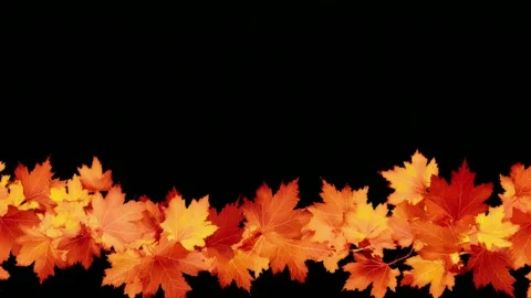 Autumn maple leaf border with copy space, hand drawn stop motion animation .. Stock Footage 342043118