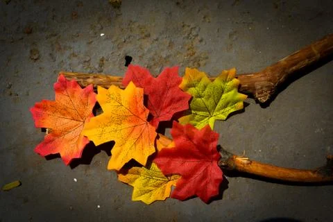 Autumn maple leaf with a branch Stock Photos